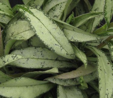 Pulmonaria longifolia var. cevennensis - Longleafed Lungwort