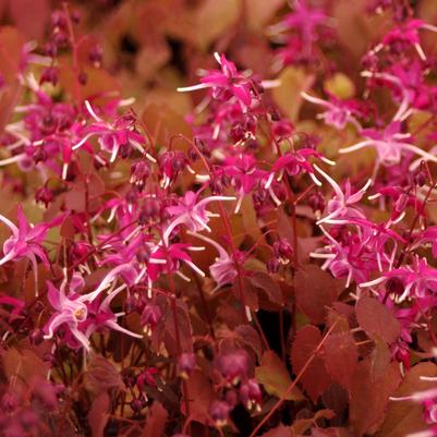 Epimedium grandiflorum Purple Pixie