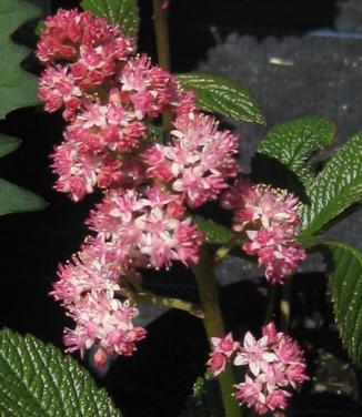 Rodgersia pinnata Fireworks - Featherleaf Rodgersia