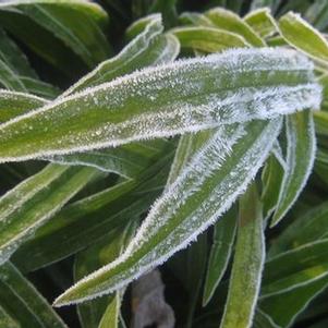 Carex plantaginea 