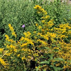 Solidago odora 