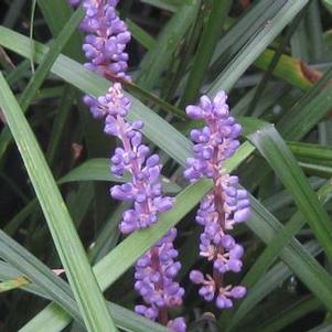 Liriope muscari Big Blue