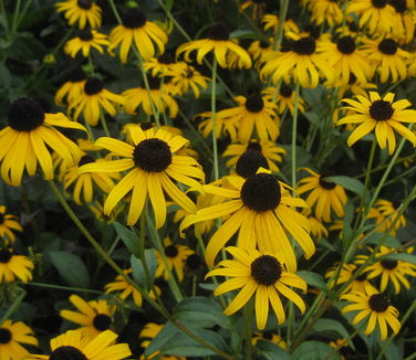 Rudbeckia fulgida Goldsturm - Brown-eyed Susan 