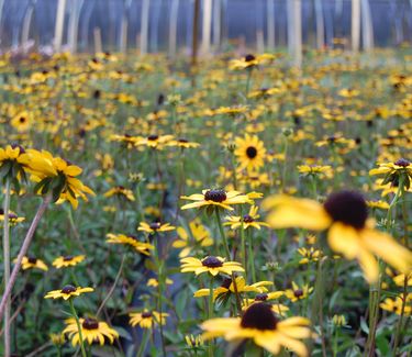 Rudbeckia fulgida var. fulgida