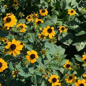 Rudbeckia triloba Blackjack Gold