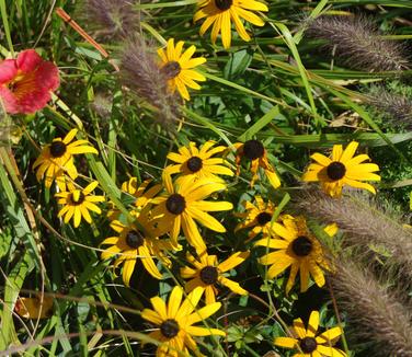 Rudbeckia fulgida var. fulgida 