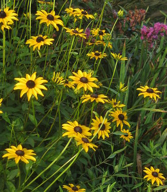 Rudbeckia fulgida var. fulgida - Brown-eyed Susan