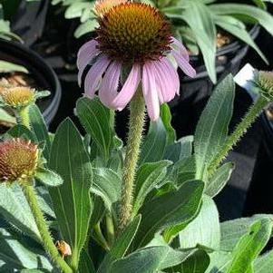 Echinacea angustifolia 