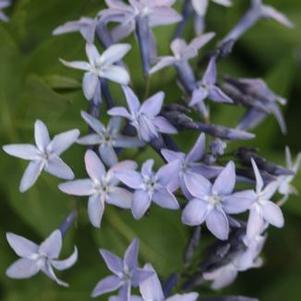 Amsonia x Blue Ice