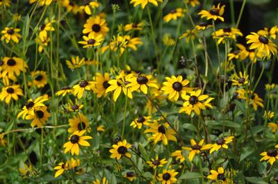 Rudbeckia fulgida var. fulgida