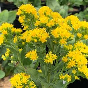 Solidago rigida ssp. humilis Golden Rockets