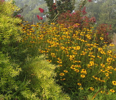 Rudbeckia fulgida var. fulgida - Brown-eyed Susan