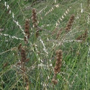 Bouteloua curtipendula 