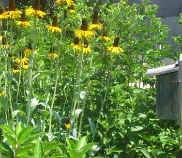 Rudbeckia maxima - Dumbo's Ears