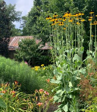 Rudbeckia maxima 