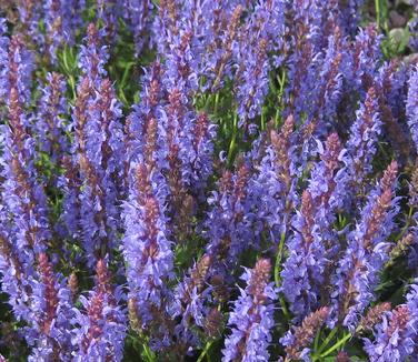 Salvia nemorosa Blue Hill - Hybrid Sage