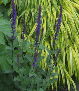 Salvia nemorosa Caradonna