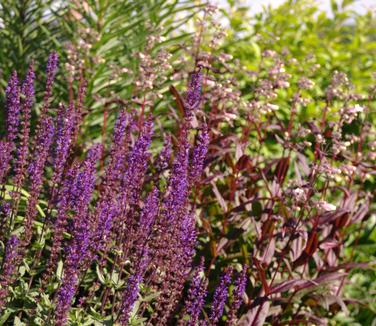 Salvia nemorosa 'Caradonna' 