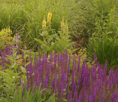 Salvia nemorosa Caradonna