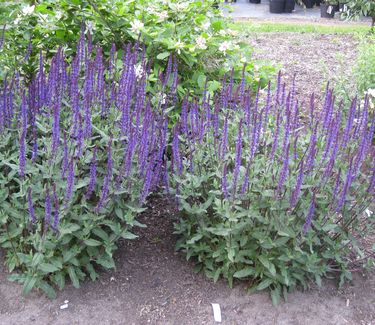 Salvia nemorosa 'Caradonna' 