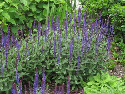 Salvia nemorosa 'Caradonna' 