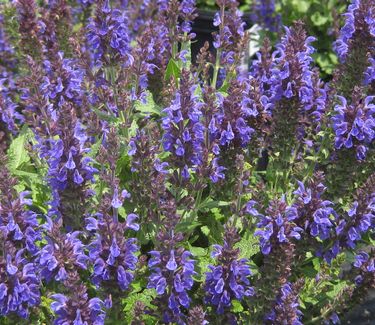 Salvia nemorosa Marcus® ('Haeumanarc') - Hybrid Sage 