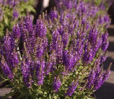 Salvia nemorosa Marcus