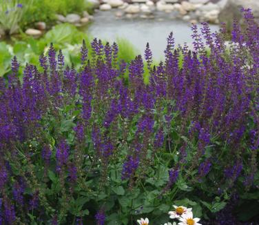 Salvia nemorosa May Night (@ Maine Bot Gardens)