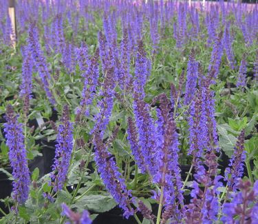 Salvia nemorosa May Night - Hybrid Sage