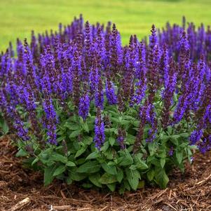 Salvia nemorosa Bumbleblue