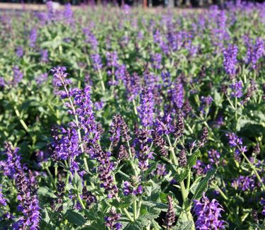 Salvia nemorosa 'May Night' ('Mainacht')