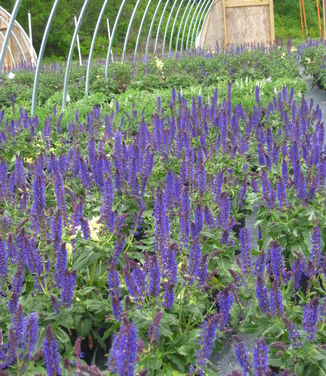 Salvia nemorosa May Night 