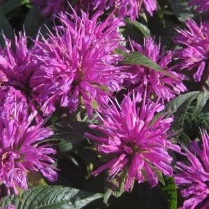 Monarda didyma Grand Parade™