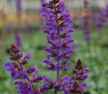 Salvia nemorosa 'May Night' ('Mainacht')