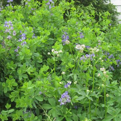 Baptisia australis 