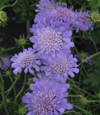 Scabiosa columbaria Butterfly Blue