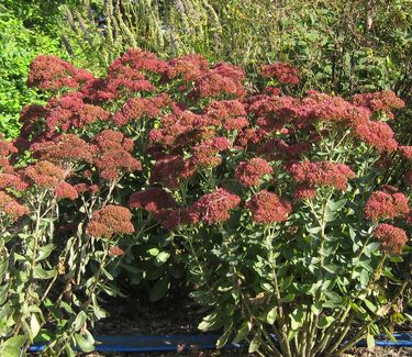 Sedum x Autumn Joy