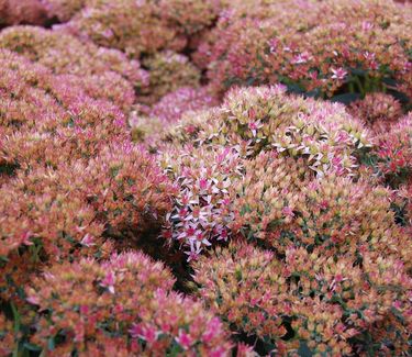 Sedum x 'Autumn Joy'