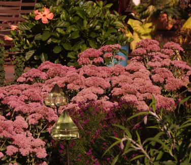 Sedum x Autumn Joy