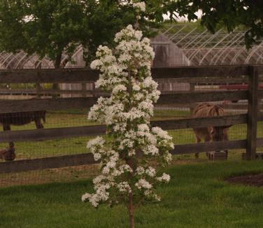 Chionanthus retusus 'Tokyo Tower'