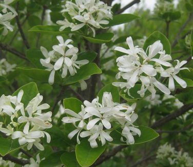 Chionanthus retusus Tokyo Tower