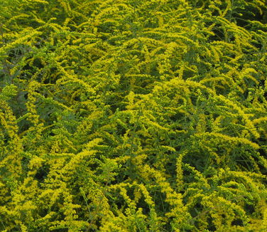 Solidago rugosa 'Fireworks' - Rough Stemmed Goldenrod