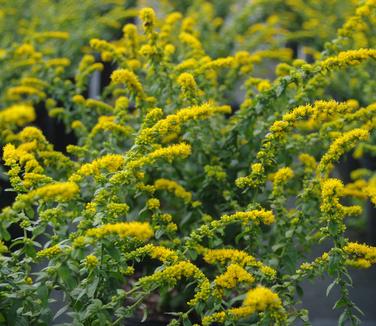 Solidago sphacelata Golden Fleece 