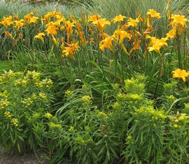 Solidago x Little Lemon