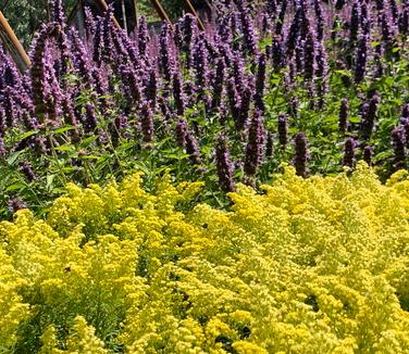 Solidago x 'Little Lemon'