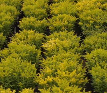 Solidago x 'Little Lemon'