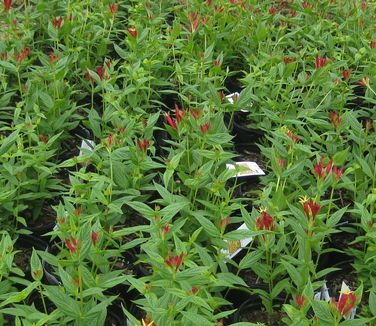 Spigelia marilandica 