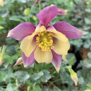 Aquilegia x Earlybird™ 'Purple Yellow'