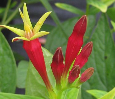 Spigelia marilandica - Indian Pink