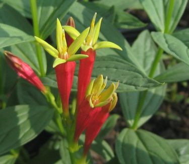 Spigelia marilandica 